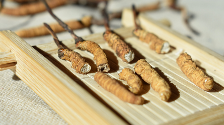 斷的<a href=http://www.aikitbox.com/ target=_blank class=infotextkey>冬蟲夏草</a>一克啥價 