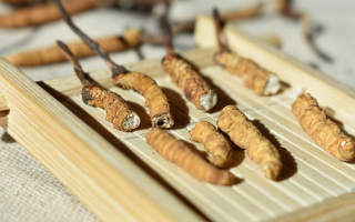 斷的冬蟲夏草一克啥價？2025 年實用行情嘮明白