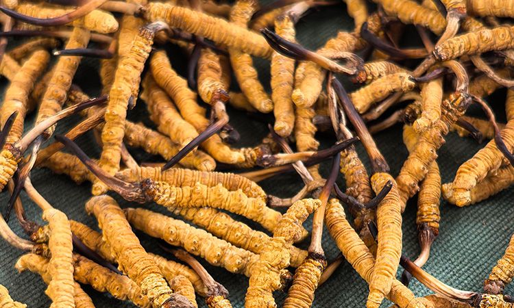 燉了二十年蟲草湯，這口感我太熟了，跟你細(xì)細(xì)說