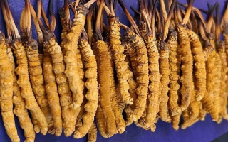 挖了三十年蟲草，這些采摘的苦，沒經歷過的人真不懂