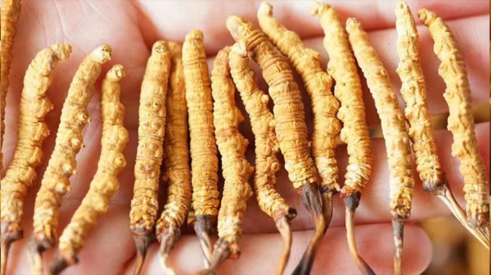 冬蟲夏草最佳購買時間：選對時機，兼顧品質與性價比