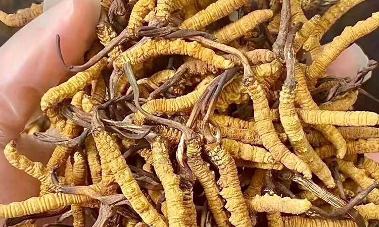 野生冬蟲夏草：在高原草甸里生長(zhǎng)的秘密