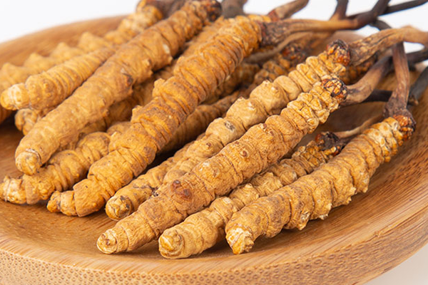  人工培育的冬蟲夏草有哪些功效和作用？