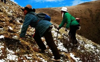  人工培育的冬蟲夏草和野生冬蟲夏草有什么區(qū)別？
