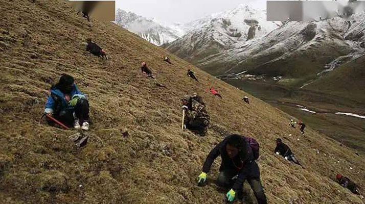 外地人能到蟲草產(chǎn)區(qū)采挖蟲草嗎？