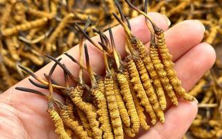 東強堂科普：冬蟲夏草保存期多久？源頭品牌教你科學(xué)鎖鮮