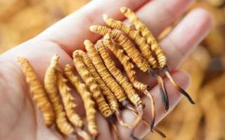 東強(qiáng)堂科普：3克冬蟲(chóng)夏草是幾根？那曲源頭品牌教你精準(zhǔn)換算