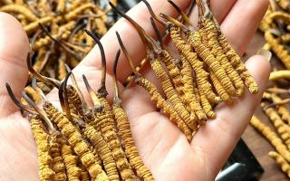 東強堂科普：雪山冬蟲夏草無“葉”！那曲珍品的草頭形態(tài)藏著品質(zhì)密碼