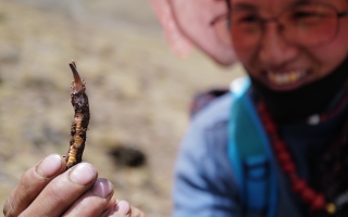  冬蟲夏草的產(chǎn)地溯源方法有哪些？