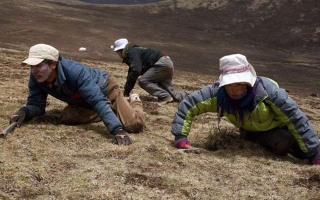 采挖冬蟲夏草危險嗎？安全嗎？