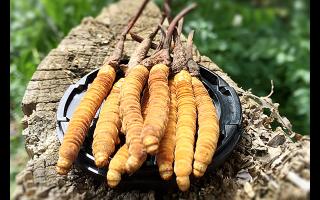 冬蟲夏草生長周期與產(chǎn)區(qū)環(huán)境的對應(yīng)表