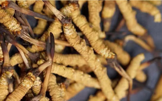 告別定價(jià)混亂！東強(qiáng)堂那曲冬蟲夏草統(tǒng)一價(jià)格表，讓滋補(bǔ)消費(fèi)明明白白