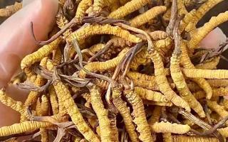 權(quán)威指南：熬一鍋湯放幾根冬蟲夏草？藏域珍饈的科學(xué)用量標(biāo)準(zhǔn)