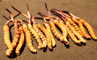 權(quán)威解讀：冬蟲夏草燉雞湯，藏域滋養(yǎng)與家常美味的雙向奔赴