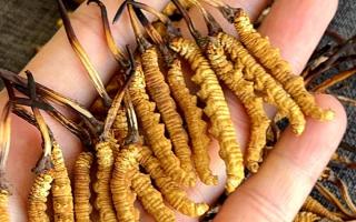 權(quán)威解答：冬蟲夏草可以放水燉嗎？藏域珍饈的科學(xué)燉煮指南