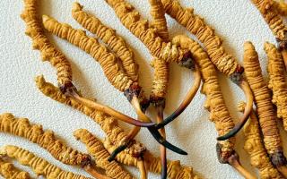 冬蟲夏草保存的最佳溫度，西藏那曲蟲草網教你鎖住雪域珍草營養(yǎng)