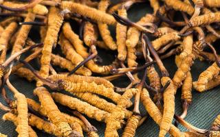 藏區(qū)特產冬蟲夏草是什么？西藏那曲蟲草網為你全面解密