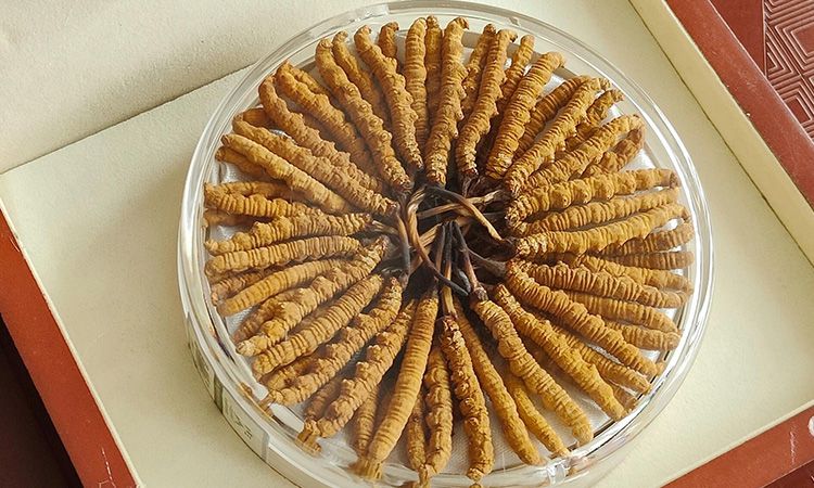 冬蟲夏草不養(yǎng)生會(huì)怎么樣