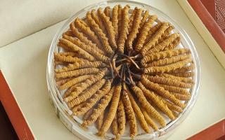 冬蟲夏草不養(yǎng)生會(huì)怎么樣？正視滋養(yǎng)價(jià)值，規(guī)避認(rèn)知誤區(qū)