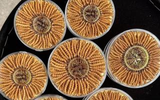 100塊錢一盒冬蟲夏草能買嗎？行業(yè)權(quán)威拆解+避坑指南