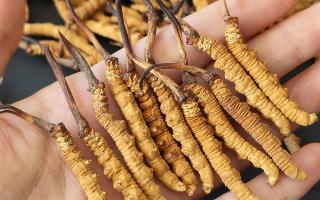 西藏那曲蟲草網詳解：哪些地方能長冬蟲夏草？核心產區(qū)全解析