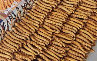 寶寶可以服用冬蟲夏草嗎？權(quán)威指南，科學(xué)滋補(bǔ)不踩坑