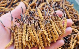 35元一根的冬蟲夏草能買嗎？——揭秘低價蟲草真相