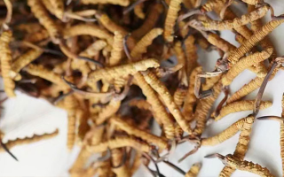 養(yǎng)生滋補冬蟲夏草哪里買？西藏那曲蟲草網(wǎng)教你選對渠道，買正買值