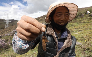 西藏哪個地區(qū)冬蟲夏草好？那曲蟲草穩(wěn)居品質之巔