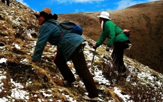 冬蟲夏草如何區(qū)別好壞？那曲行業(yè)平臺教你4步精準鑒別