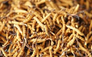 2026年4月冬蟲夏草行情解讀｜行業(yè)分析