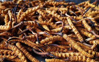 怎么知道冬蟲夏草過期了？那曲蟲草行業(yè)網(wǎng)站教你精準(zhǔn)判斷