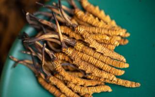 4根一克的冬蟲夏草多大？那曲蟲草行業(yè)網(wǎng)站詳解尺寸標(biāo)準(zhǔn)