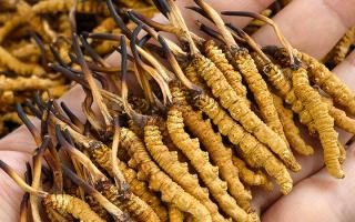 蟲草12根1克多少錢一斤？2026年那曲正宗蟲草價格詳解