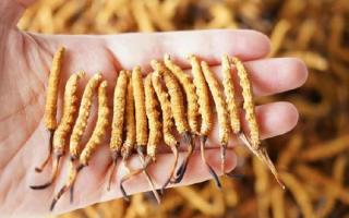 純正宗那曲冬蟲夏草一根多少錢？2026年單根價格全景指南