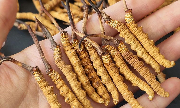 <a href=http://www.aikitbox.com/s/cczjjd target=_blank class=infotextkey>冬蟲夏草真假鑒定</a>