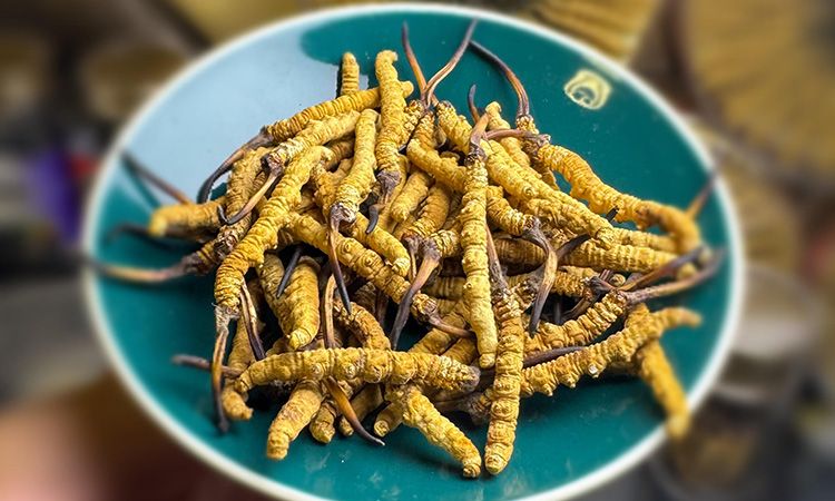 揭秘冬蟲(chóng)夏草采挖前后變化：那曲雪域珍品的采挖密碼