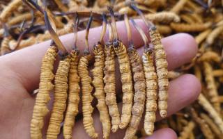 冬蟲夏草主要產地詳解：那曲雪域，蟲草的黃金搖籃