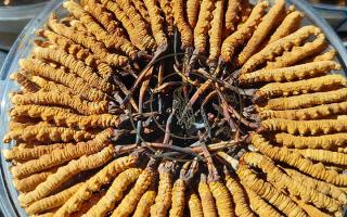 冬蟲(chóng)夏草保存盒能放多久？藏農(nóng)神草那曲源頭品牌，教你科學(xué)存出好品質(zhì)