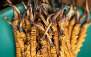 西藏那曲冬蟲(chóng)夏草熬粥攻略：這樣熬最營(yíng)養(yǎng)、最入味