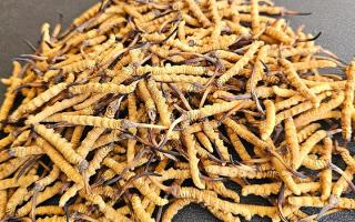 2026年西藏那曲優(yōu)質(zhì)冬蟲(chóng)夏草市場(chǎng)價(jià)詳解